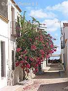 RESERVA NATURAL (MARINA) ISLA DE TABARCA Turismo rural